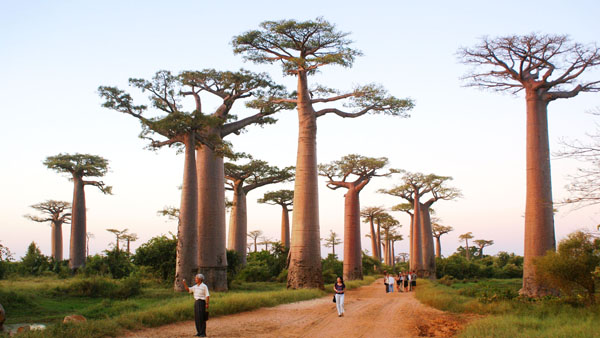 马达加斯加旅游