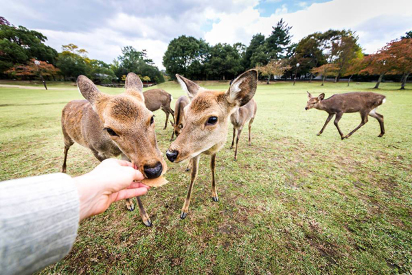 日韩旅游