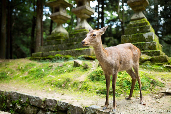 日本旅游