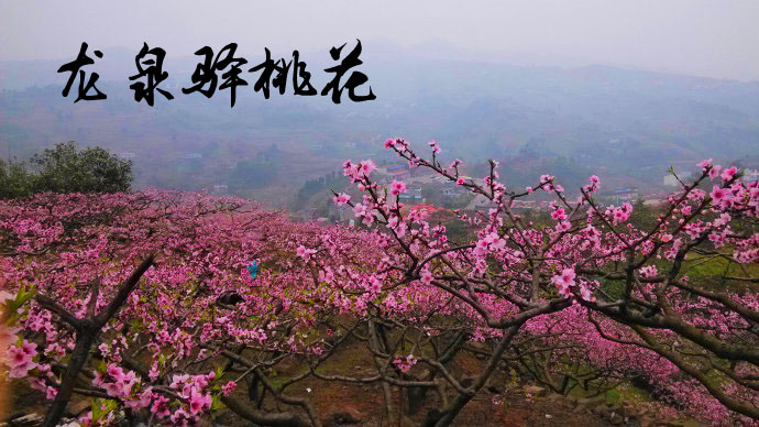 龙泉驿桃花