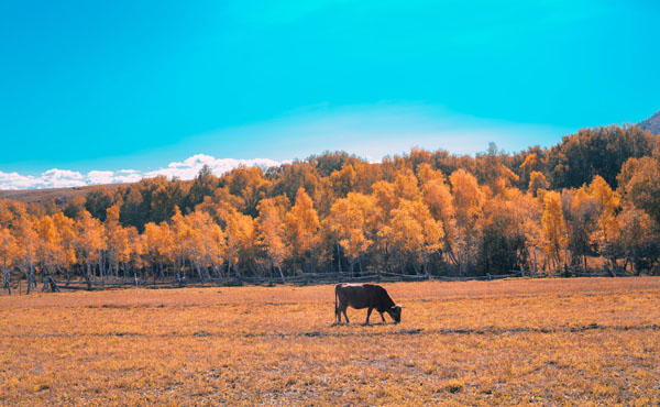 新疆禾木002 新疆禾木002