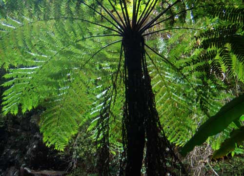 赤水桫椤王国 赤水桫椤王国